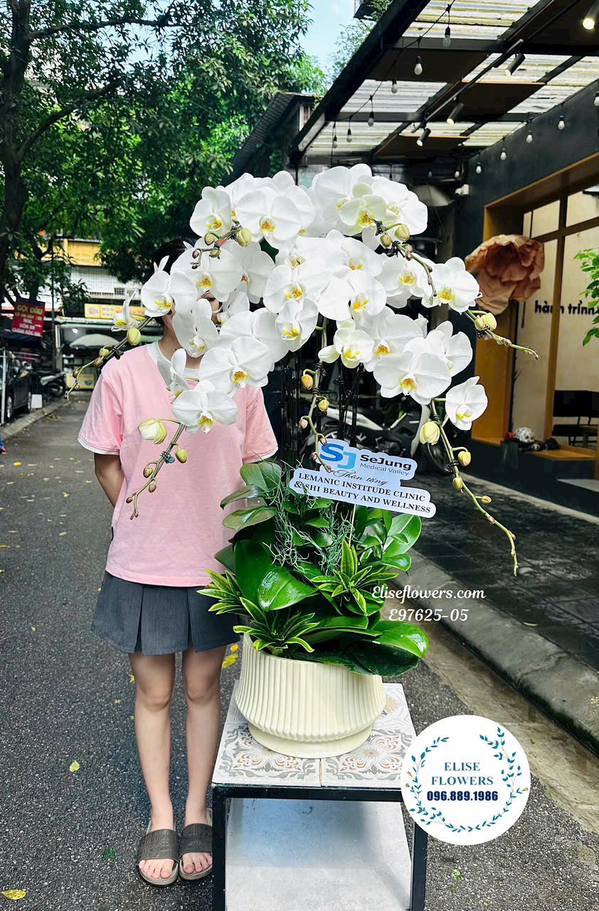 Lan hồ điệp Hà Nội. Mua chậu lan trắng to, dày , đẹp mừng khai trương. Eliseflowers