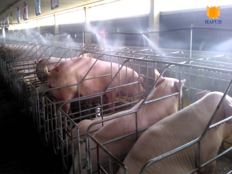 Hệ thống làm mát trại lợn bằng phun sương