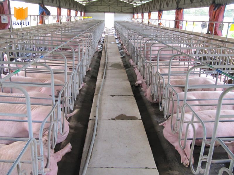 Vì sao nên lắp đặt hệ thống làm mát trại lợn?