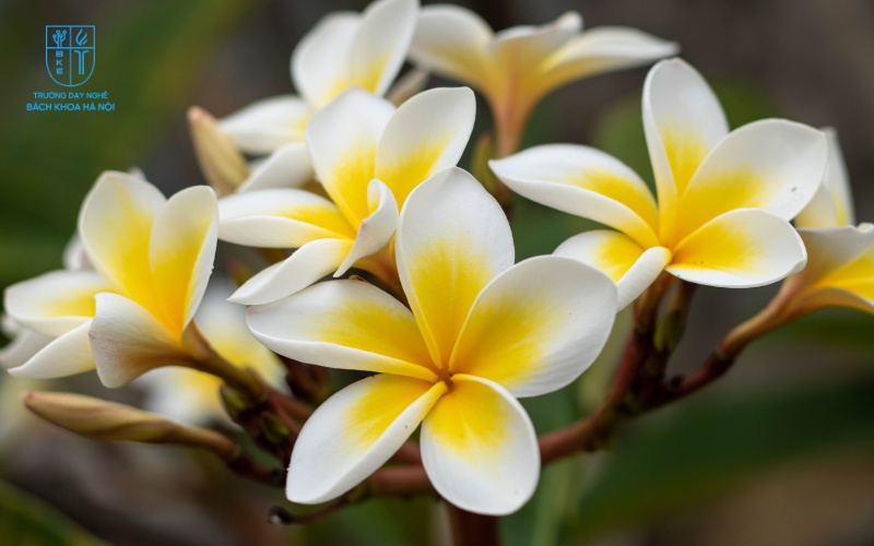 Bạn không nên cắm hoa đại trong ngày quan trọng này