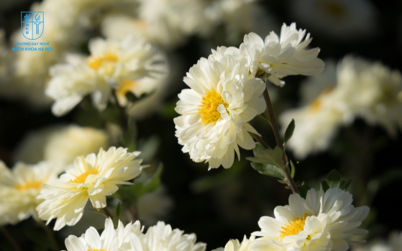 Hoa cúc là loài hoa phổ biến trong các dịp cúng lễ, mang ý nghĩa tốt đẹp