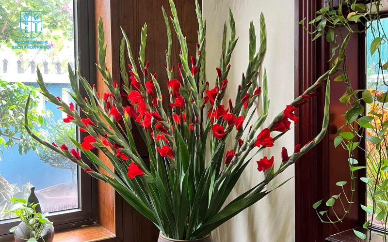 Hoa lay ơn có dáng vẻ thẳng đứng, hiên ngang, thể hiện sự tôn trọng và lòng biết ơn đối với tổ nghề