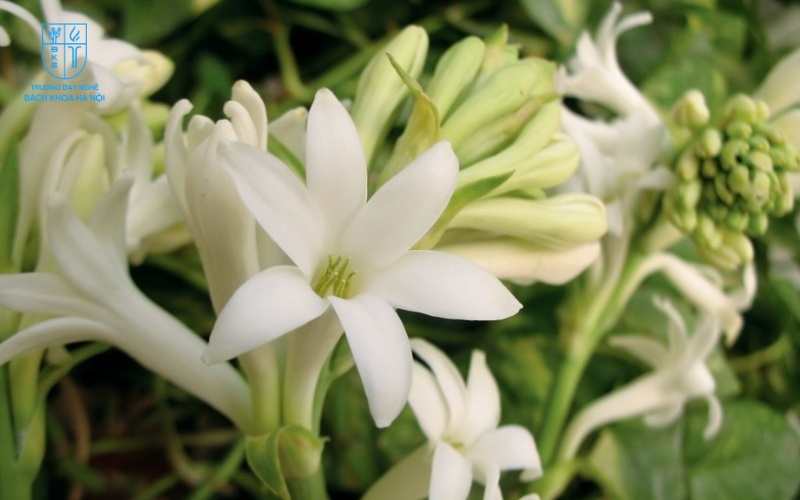 Hoa huệ có hương thơm dịu nhẹ, mang đến cảm giác thư thái và yên bình