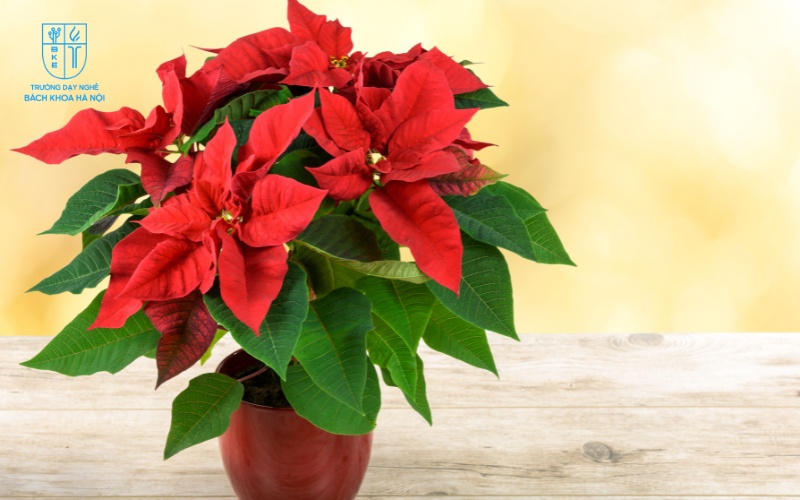 Hoa trạng nguyên mang ý nghĩa về sự đỗ đạt, thành công và danh tiếng