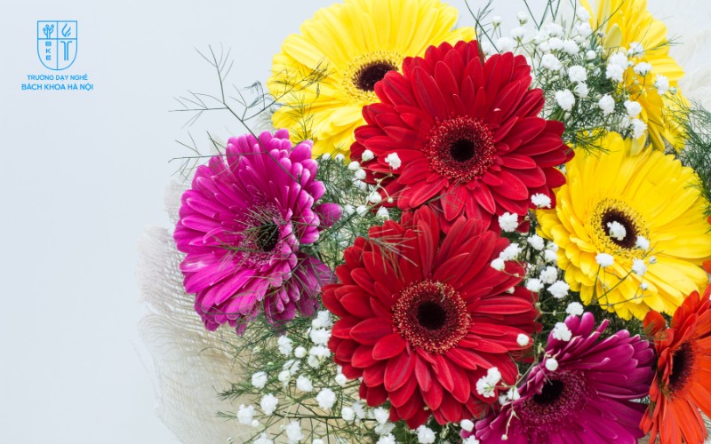 Hoa đồng tiền tượng trưng cho sự sung túc, tiền tài và may mắn