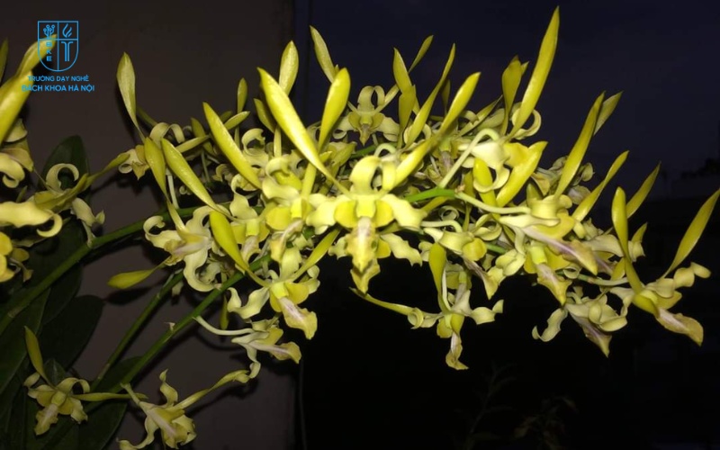 Hình dáng của hoa lan móng rồng khiến nhiều người liên tưởng đến móng vuốt của rồng