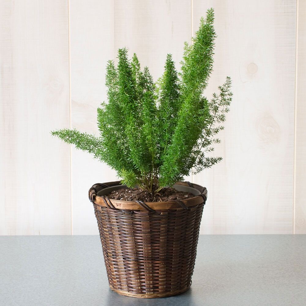 Cây Tùng Đuôi Chồn