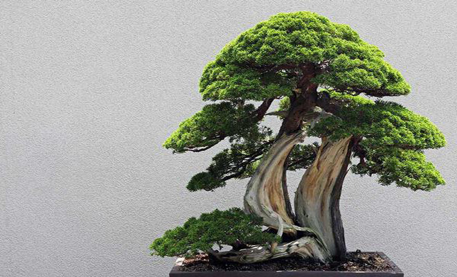 Ý nghĩa cây Tùng - biểu tượng của sự trường thọ và thịnh vượng