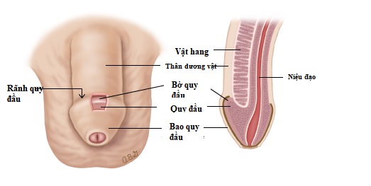 Bí mật rãnh bao quy đầu: Vùng nhạy cảm giúp nam giới thăng hoa