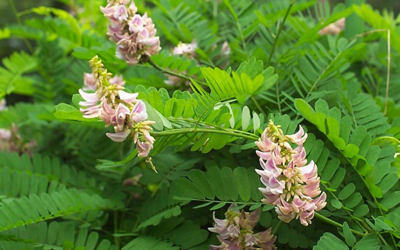 10 Thực Phẩm Khiến Testosterone Giảm Mạnh Khiến Nam Giới Dễ Bị Liệt Dương