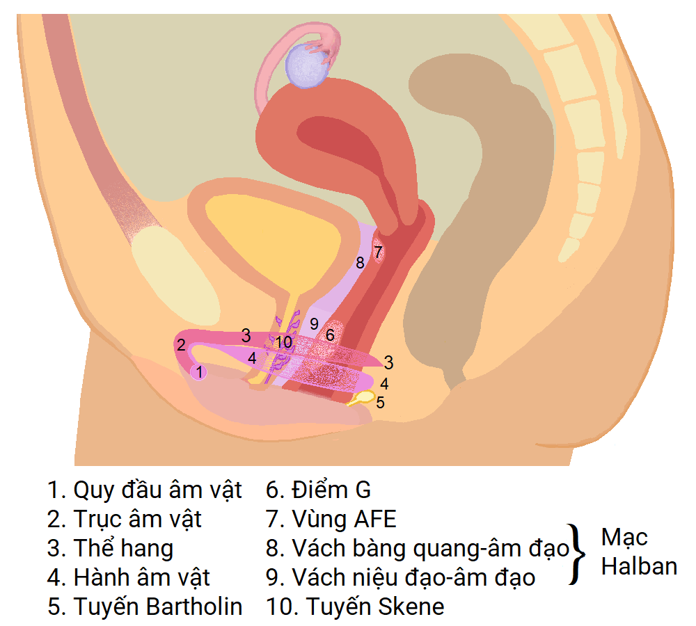Rạo Rực Điểm G Là Gì? Cách Kích Thích Và Tăng Khoái Cảm