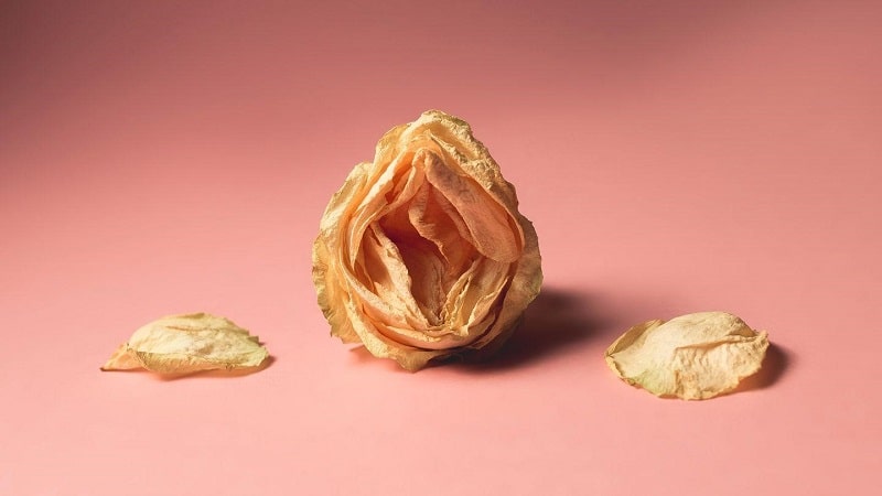 Khô Âm Đạo Ở Phụ Nữ: Nguyên Nhân Thường Gặp Và Thực Phẩm Nên Bổ Sung