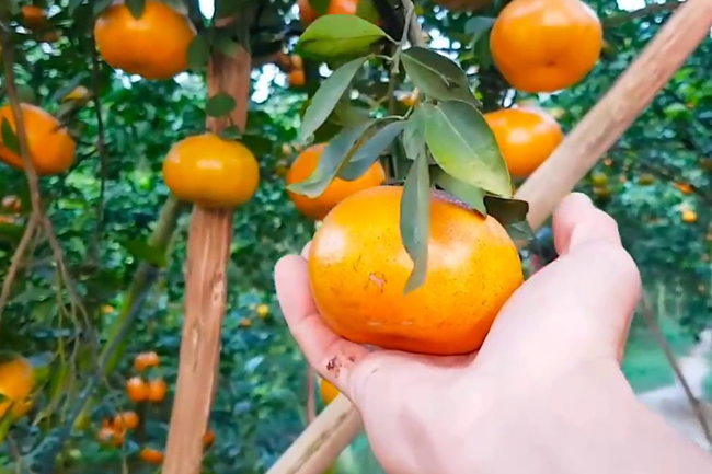 Nét đẹp bình dị miền Tây