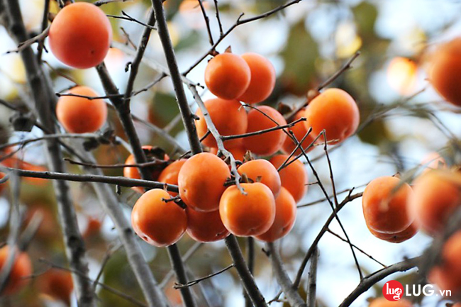 Quên lối về với những địa điểm du lịch, ăn uống nổi tiếng khi đi Du lịch Hàn Quốc