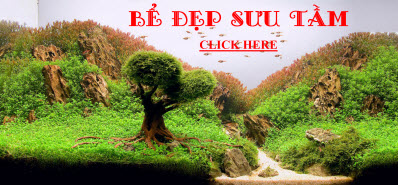 2 Banner gần nhau 2