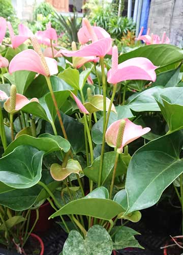 Cây Hồng Môn màu Hồng