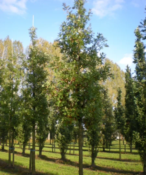 cây gỗ sồi caucasian