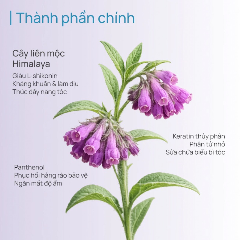 Dầu Gội Chando Làm Phồng & Nuôi Dưỡng Tóc Dày, Chắc Khỏe Himalaya Volumizing & Fortiying 600ml