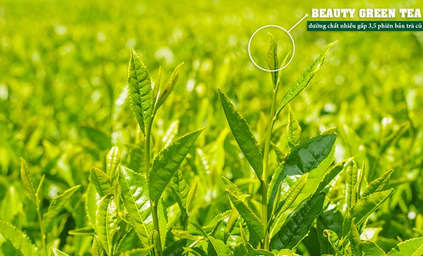 Nước hoa hồng Innisfree Green Tea Seed Skin 200ml 8809612852715