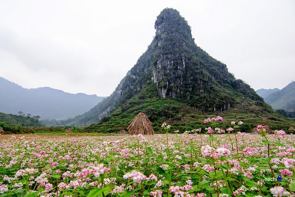 Tour Hà Nội - Hà Giang - Cao Nguyên Đá Đồng Văn - Mùa Hoa Tam Giác Mạch