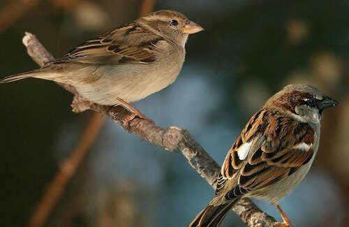 Chụp ảnh vật chuyển động bằng chức năng AI Focus/AF - A