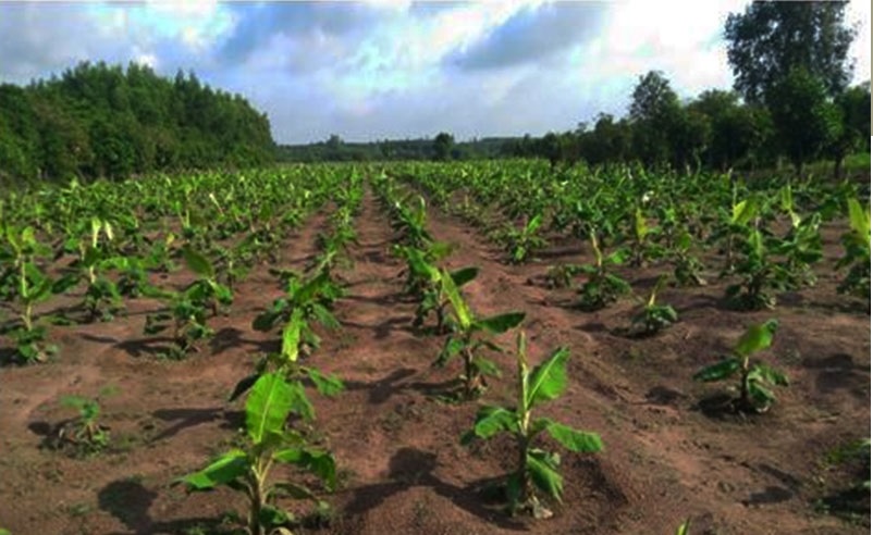 kỹ thuật trồng chuối