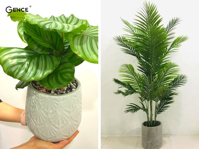 Cây cảnh đem lại thanh thản trong tâm hồn