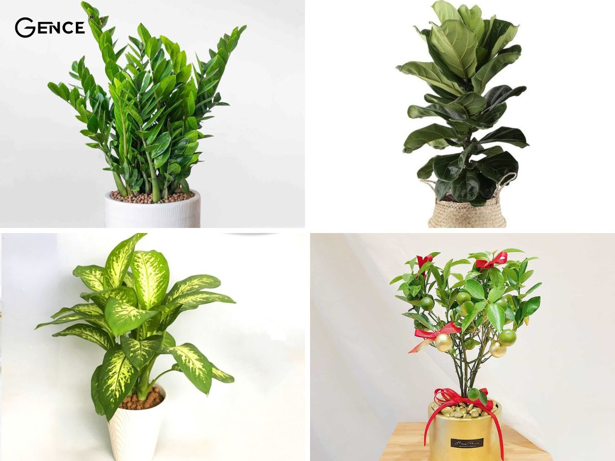 Tặng bố mẹ quà Tết là chậu cây cảnh mang nhiều ý nghĩa