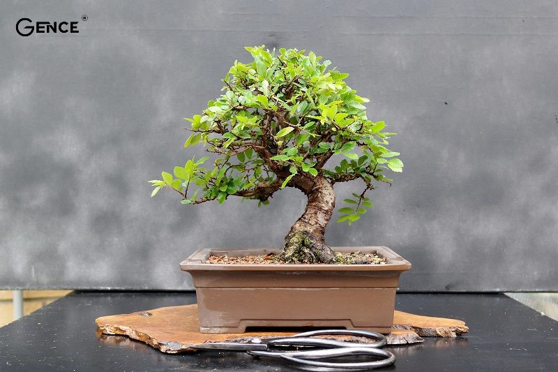 Tặng chậu cây bonsai