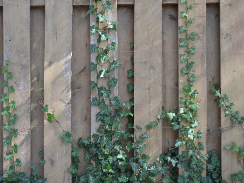 Lá thường xuân là dạng thân leo - thảo dược trị ho