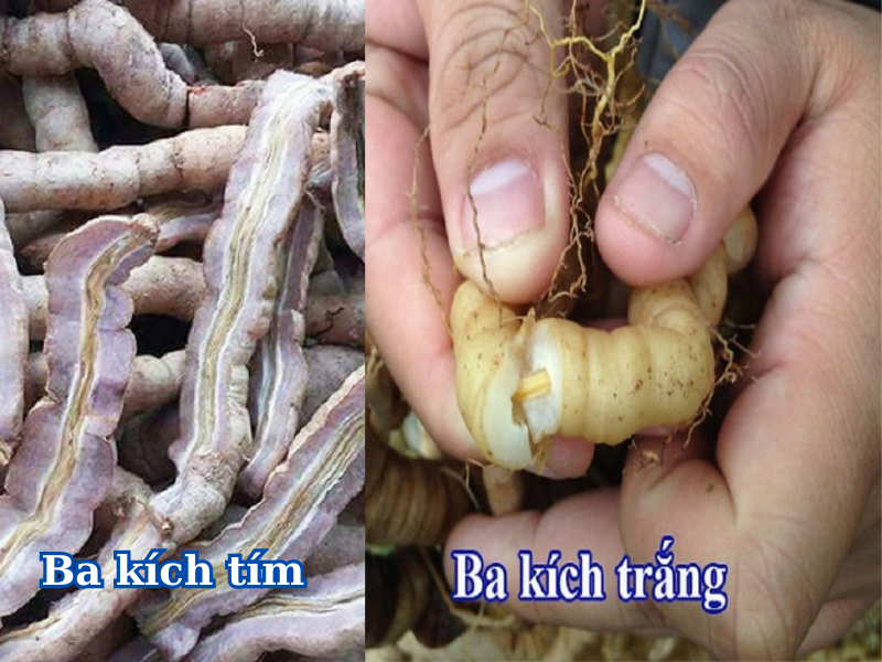 Cách phân biệt Ba kích tím và ba kích trắng