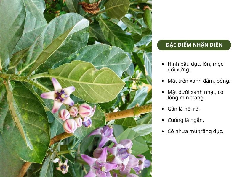 Đặc điểm nhận dạng lá hen