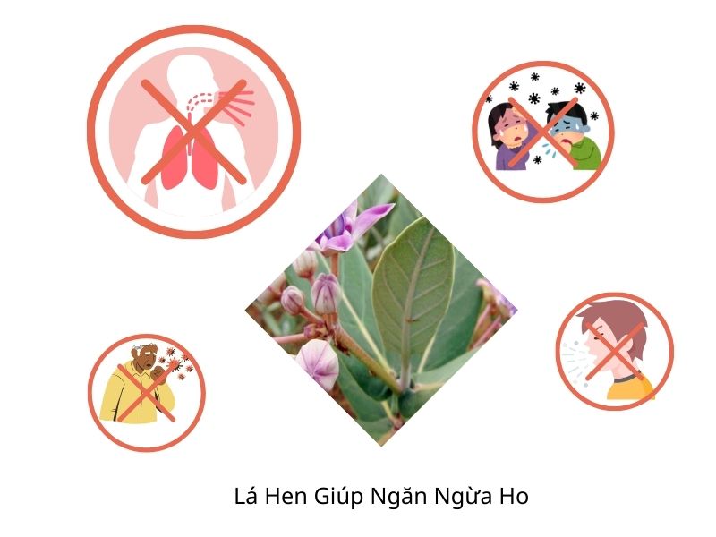 Công dụng của lá hen
