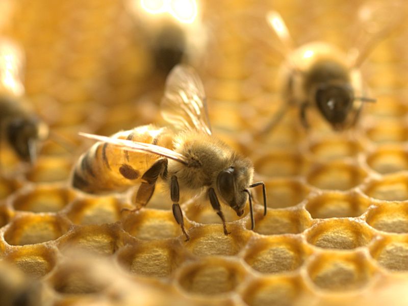 Nguồn gốc của mật ong