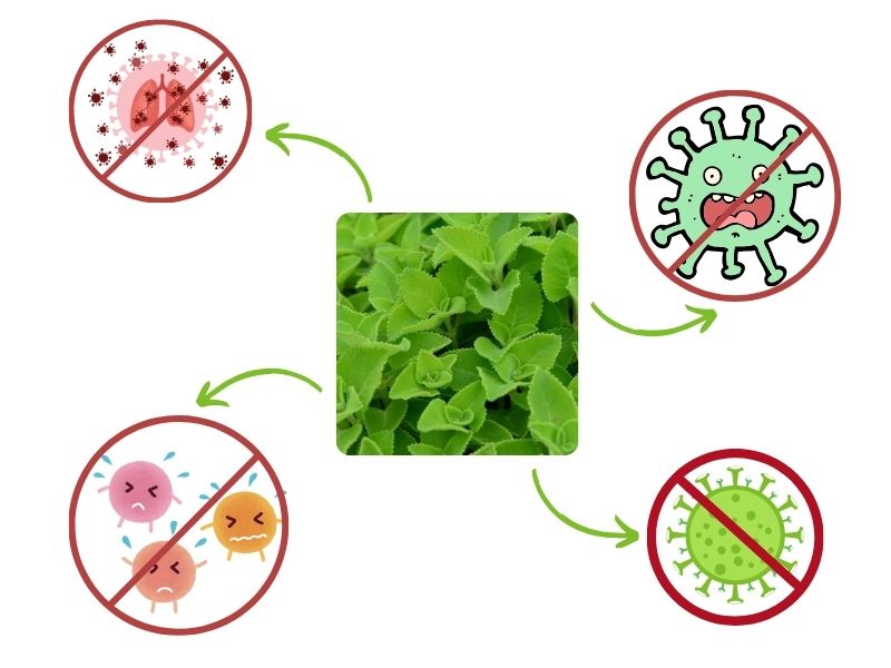 Lá húng chanh hạn chế vi khuẩn hô hấp