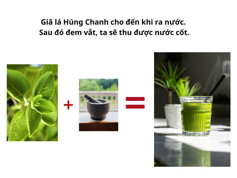 Cách lấy nước cốt húng chanh
