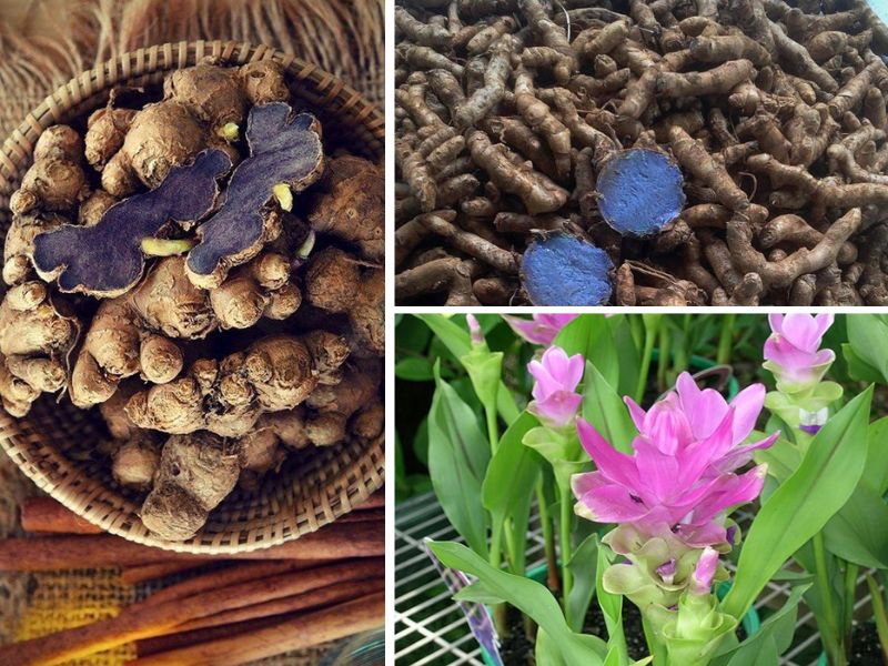 Đặc điểm nhậ dạng nghệ đen