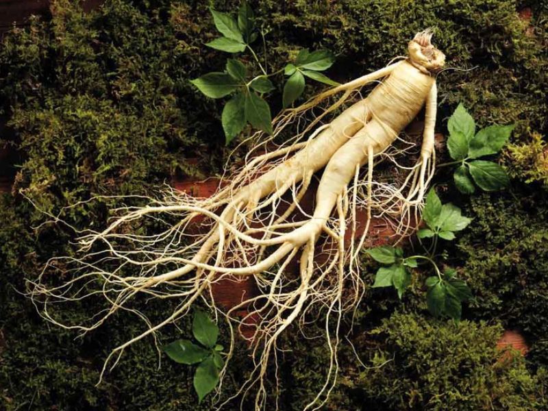 Nhân sâm Hàn Quốc