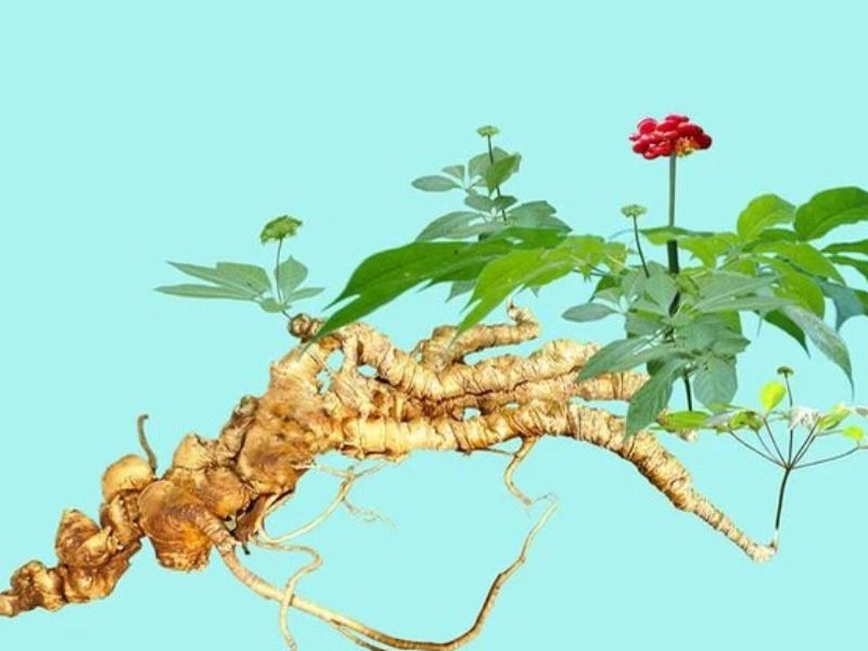 Nhân sâm Ngọc Linh