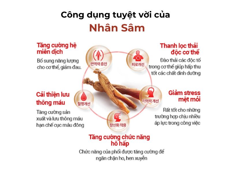 Tác dụng thần Kỳ của Nhân Sâm