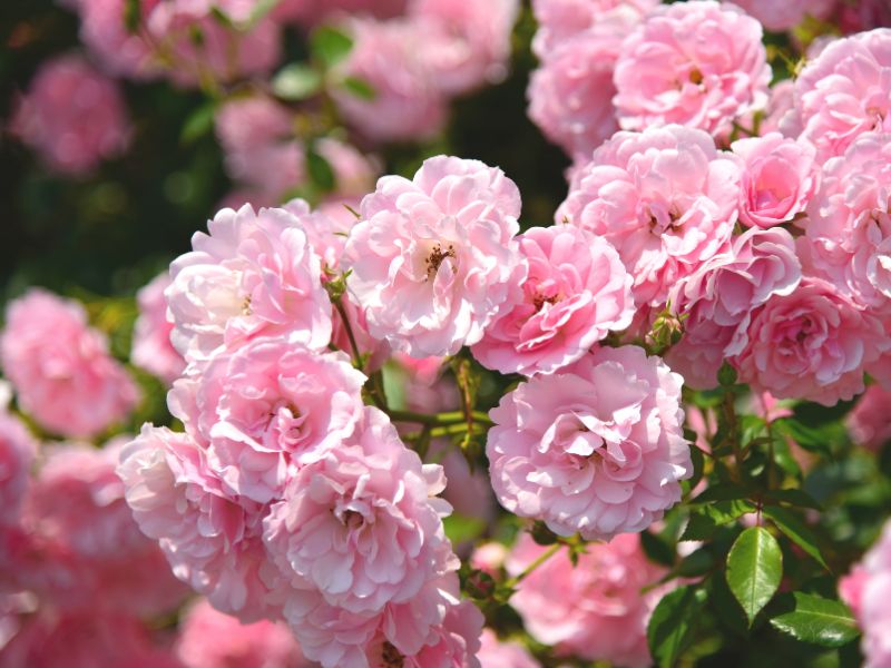 hoa hồng trị viêm xoang