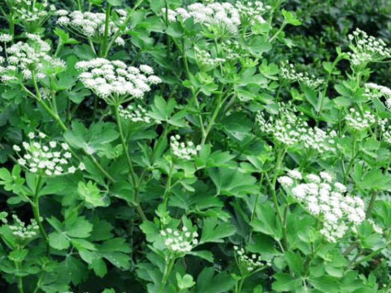 Cao phòng phong trị ho cho bé