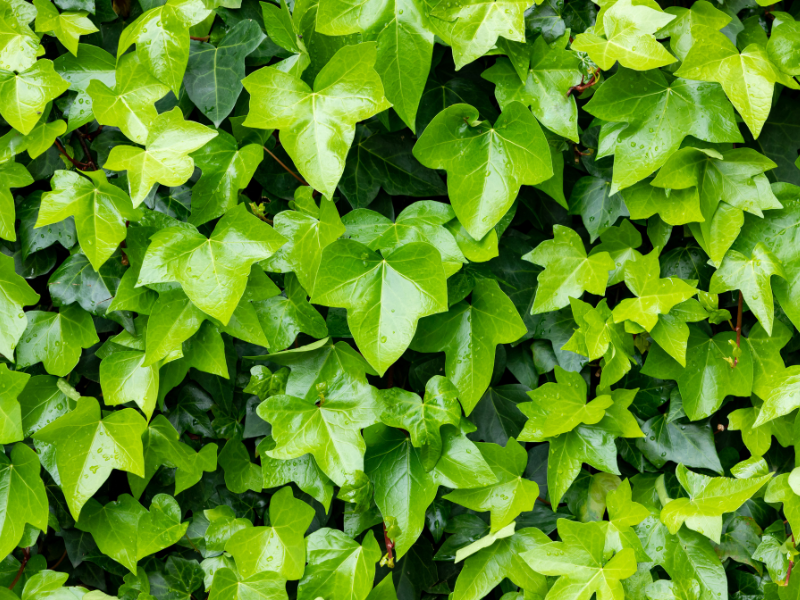 Lá thường xuân trị ho cho bé