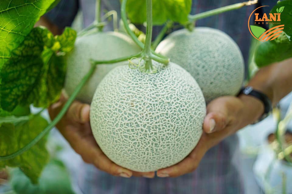 MẸO NHỎ CHỌN DƯA LƯỚI TƯƠI VÀ NGON MẸO NHỎ CHỌN DƯA LƯỚI TƯƠI VÀ NGON
