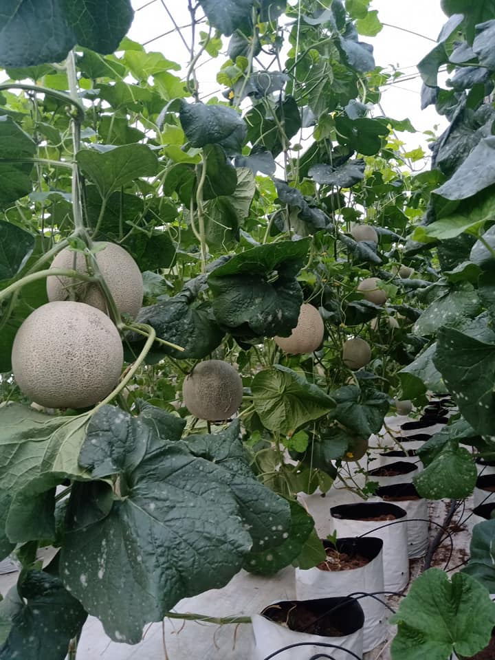 Truy xuất nguồn gốc vườn dưa lưới LaniFarm TN10 Truy xuất nguồn gốc vườn dưa lưới LaniFarm TN10