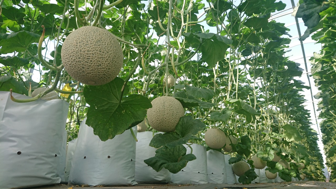 Truy xuất nguồn gốc vườn dưa lưới LaniFarm TN01 Truy xuất nguồn gốc vườn dưa lưới LaniFarm TN01