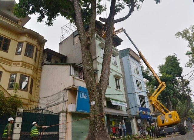 Thiết bị nâng người cắt tỉa cây xanh