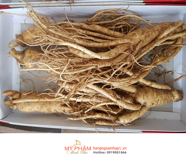 Nhân Sâm tươi Hàn Quốc giúp bồi bổ cơ thể, nâng cao sức đề kháng, tăng cường hệ miễn dịch tự nhiên, ngăn chặn và phòng ngừa, hỗ trợ điều trị các bệnh tật nguy hiểm thường gặp ở con người. Nhân sâm còn giúp ức chế sự phát triển tế bào ung thư....