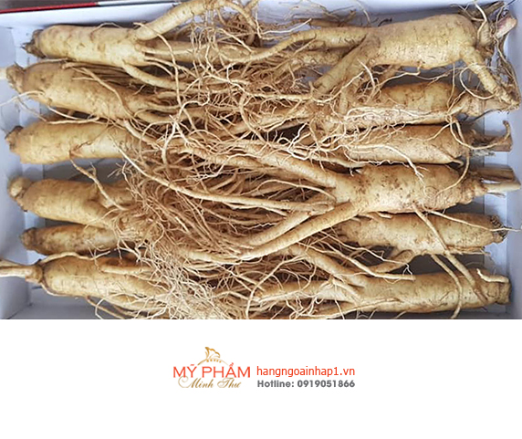 Nhân Sâm tươi Hàn Quốc giúp bồi bổ cơ thể, nâng cao sức đề kháng, tăng cường hệ miễn dịch tự nhiên, ngăn chặn và phòng ngừa, hỗ trợ điều trị các bệnh tật nguy hiểm thường gặp ở con người. Nhân sâm còn giúp ức chế sự phát triển tế bào ung thư....