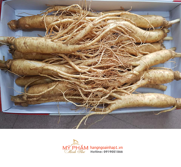 Nhân Sâm tươi Hàn Quốc giúp bồi bổ cơ thể, nâng cao sức đề kháng, tăng cường hệ miễn dịch tự nhiên, ngăn chặn và phòng ngừa, hỗ trợ điều trị các bệnh tật nguy hiểm thường gặp ở con người. Nhân sâm còn giúp ức chế sự phát triển tế bào ung thư....